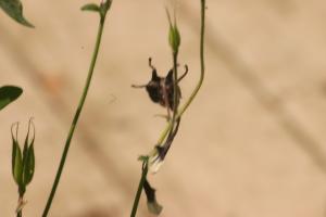 <img300*0:stuff/z/169023/Purple%2526White%2520Flowers/i1307649449_3.jpg>