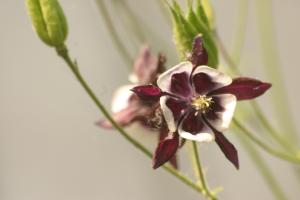 <img300*0:stuff/z/169023/Purple%2526White%2520Flowers/i1307649449_4.jpg>