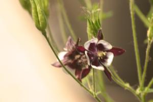 <img300*0:stuff/z/169023/Purple%2526White%2520Flowers/i1307649449_5.jpg>