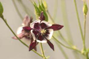<img300*0:stuff/z/169023/Purple%2526White%2520Flowers/i1307649449_7.jpg>