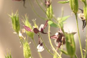 <img300*0:stuff/z/169023/Purple%2526White%2520Flowers/i1307649449_8.jpg>