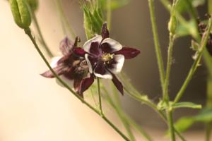 <img300*0:stuff/z/169023/Purple%2526White%2520Flowers/i1307649449_9.jpg>