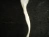 <img100*0:stuff/z/169023/Ribbons/i1255995044_7.jpg>