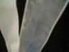 <img100*0:stuff/z/169023/Ribbons/i1255995045_36.jpg>