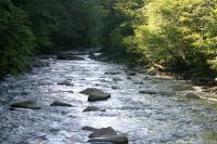 <img200*0:stuff/z/169023/River%2520Stock/i1279572264_17.jpg>