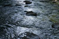 <img200*0:stuff/z/169023/River%2520Stock/i1279572264_22.jpg>
