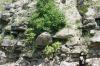 <img100*0:stuff/z/169023/Rock%2520Face3/i1279823391_13.jpg>