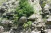 <img100*0:stuff/z/169023/Rock%2520Face3/i1279823391_18.jpg>