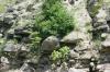 <img100*0:stuff/z/169023/Rock%2520Face3/i1279823391_23.jpg>