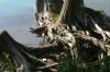 <img100*0:stuff/z/169023/Root%2520Reference.2/i1278780025_1.jpg>