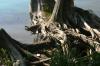 <img100*0:stuff/z/169023/Root%2520Reference.2/i1278780025_2.jpg>