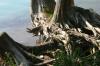 <img100*0:stuff/z/169023/Root%2520Reference.2/i1278780025_3.jpg>