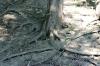 <img100*0:stuff/z/169023/Root%2520Reference.2/i1278780026_10.jpg>