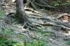<img100*0:stuff/z/169023/Root%2520Reference.2/i1278780026_11.jpg>