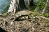 <img100*0:stuff/z/169023/Root%2520Reference.2/i1278780026_7.jpg>