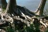 <img100*0:stuff/z/169023/Root%2520Reference.2/i1278780026_8.jpg>