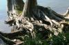 <img100*0:stuff/z/169023/Root%2520Reference.2/i1278780026_9.jpg>