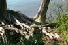 <img100*0:stuff/z/169023/Root%2520Reference.2/i1278780027_15.jpg>