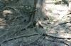 <img100*0:stuff/z/169023/Root%2520Reference.2/i1278780027_16.jpg>