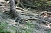 <img100*0:stuff/z/169023/Root%2520Reference.2/i1278780027_17.jpg>
