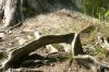 <img100*0:stuff/z/169023/Root%2520Reference.2/i1278780027_19.jpg>