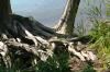 <img100*0:stuff/z/169023/Root%2520Reference.2/i1278780028_21.jpg>