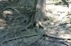<img100*0:stuff/z/169023/Root%2520Reference.2/i1278780028_22.jpg>