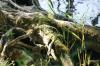 <img100*0:stuff/z/169023/Root%2520Reference.2/i1278780028_23.jpg>