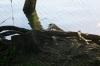 <img100*0:stuff/z/169023/Root%2520Reference.2/i1278780028_24.jpg>