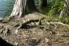 <img100*0:stuff/z/169023/Root%2520Reference.2/i1278780029_30.jpg>
