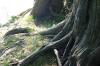 <img100*0:stuff/z/169023/Root%2520Reference.2/i1278780029_31.jpg>