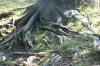 <img100*0:stuff/z/169023/Root%2520Reference.2/i1278780030_37.jpg>