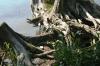 <img100*0:stuff/z/169023/Root%2520Reference.2/i1278780030_38.jpg>