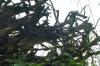 <img100*0:stuff/z/169023/Root%2520Reference/i1278779223_13.jpg>