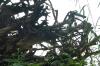 <img100*0:stuff/z/169023/Root%2520Reference/i1278779223_19.jpg>