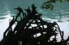 <img100*0:stuff/z/169023/Root%2520Reference/i1278779223_24.jpg>