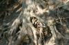 <img100*0:stuff/z/169023/Root%2520Reference/i1278779224_34.jpg>