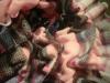 <img100*0:stuff/z/169023/Ruffled/i1263582298_10.jpg>