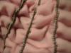 <img100*0:stuff/z/169023/Ruffled/i1263582298_2.jpg>