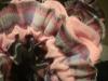 <img100*0:stuff/z/169023/Ruffled/i1263582298_6.jpg>