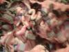 <img100*0:stuff/z/169023/Ruffled/i1263582299_15.jpg>