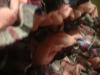<img100*0:stuff/z/169023/Ruffled/i1263582299_18.jpg>