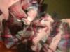 <img100*0:stuff/z/169023/Ruffled/i1263582299_22.jpg>