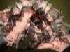 <img100*0:stuff/z/169023/Ruffled/i1263582299_25.jpg>