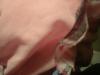 <img100*0:stuff/z/169023/Ruffled/i1263582299_27.jpg>