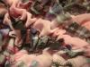 <img100*0:stuff/z/169023/Ruffled/i1263582299_28.jpg>