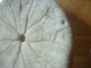 <img0*100:stuff/z/169023/Sand%2520Dollar24/i1258665548_1.jpg>