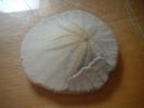 <img0*100:stuff/z/169023/Sand%2520Dollar24/i1258665548_2.jpg>