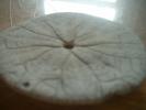 <img0*100:stuff/z/169023/Sand%2520Dollar24/i1258665548_3.jpg>