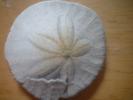 <img0*100:stuff/z/169023/Sand%2520Dollar24/i1258665548_4.jpg>